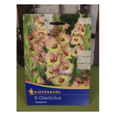 Gladiola 'Sapporo'