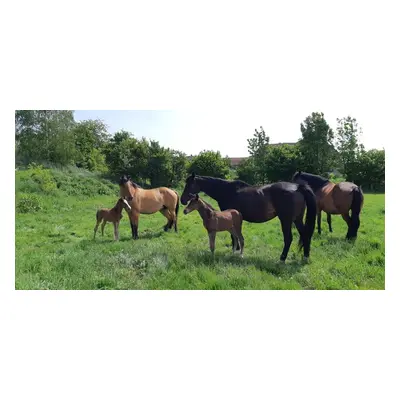 Farma Čeřeniště - zažijte celý den na farmě