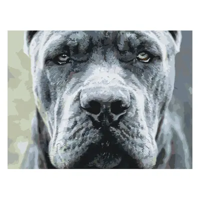 MALUJEŠ Malování podle čísel - CANE CORSO Rozměr: 60x80 cm, Rámování: bez rámu a bez vypnutí plá