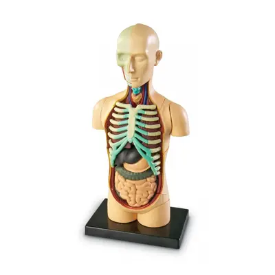 Anatomický model lidského těla