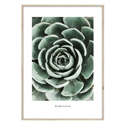 Obraz 50x70 cm Echeveria – Styler