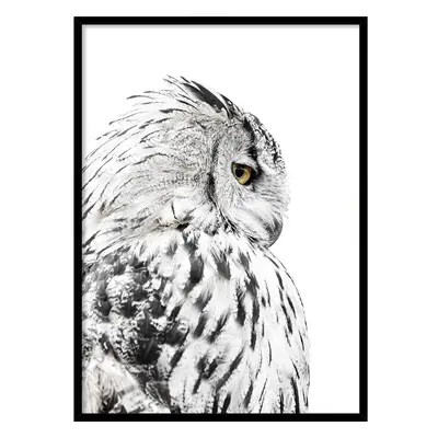 Plakát v rámu 50x70 cm Owl – Styler