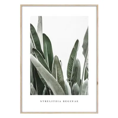 Obraz 50x70 cm Strelitzia – Styler