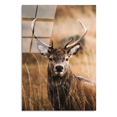 Skleněný obraz 70x100 cm Deer – Wallity