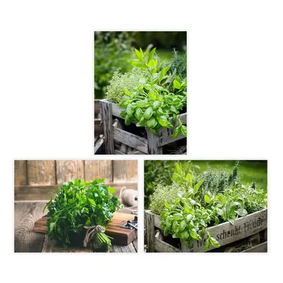 Obrazy v sadě 3 ks 30x40 cm Herbs – Casa Selección