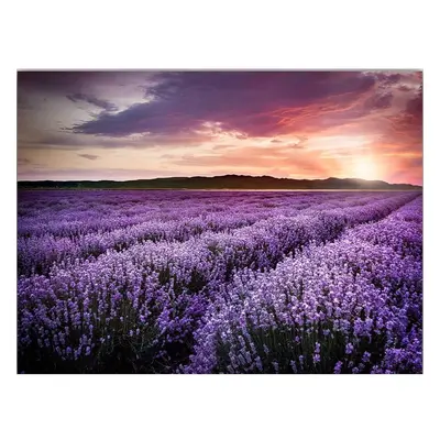 Obraz 100x70 cm Lavender Field – Wallity