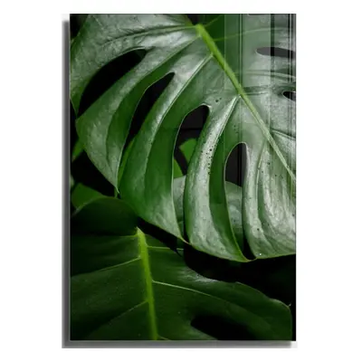 Skleněný obraz 50x70 cm Monstera – Wallity