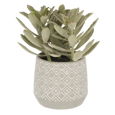 Umělý sukulent (výška 23 cm) Kalanchoe Tomentosa – Kave Home