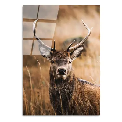 Skleněný obraz 70x100 cm Deer – Wallity