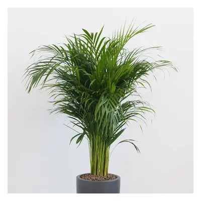 Areca Dypsis lutescens maxi