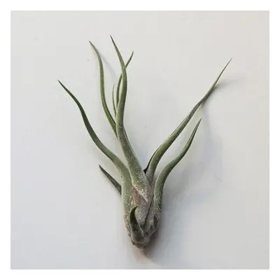 Tillandsia caput medusae