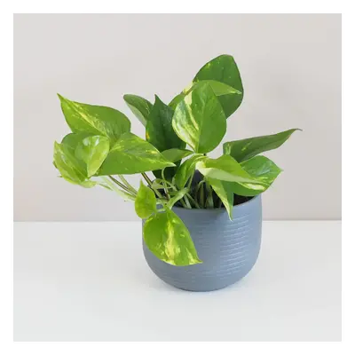 Pothos Epipremnum aureum