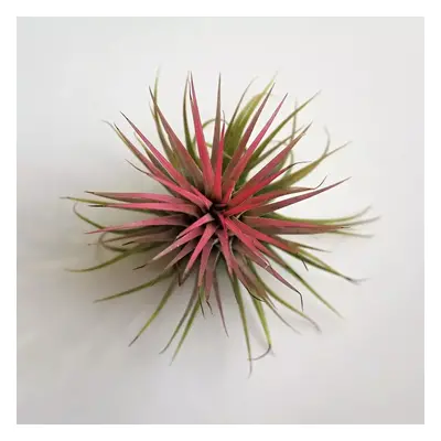 Tillandsia ionantha růžová