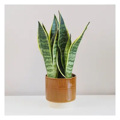 Sansevieria trifasciata ‘Laurentii’