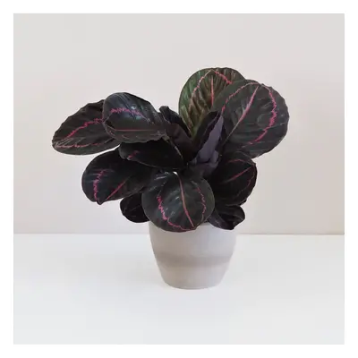 Calathea roseopicta ‘Dottie’ velká