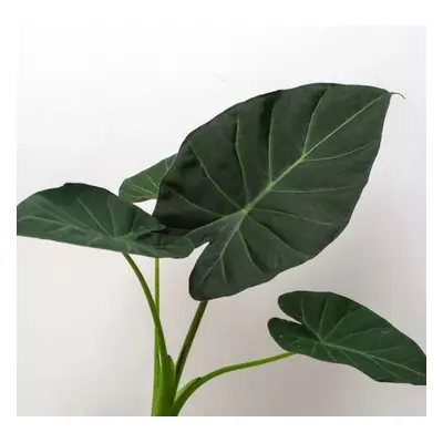 Alocasia ‘Regal Shields’ velká