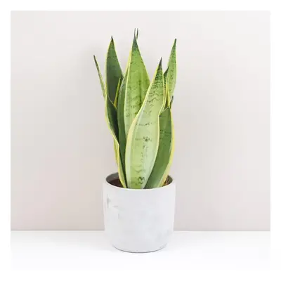 Sansevieria trifasciata ‘Snow White’