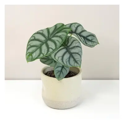 Alocasia ‘Silver Dragon’ velká