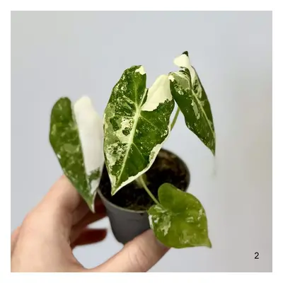 Alocasia micholitziana ‘Frydek’ variegata baby