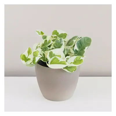 Pothos Epipremnum aureum ‘N-Joy’