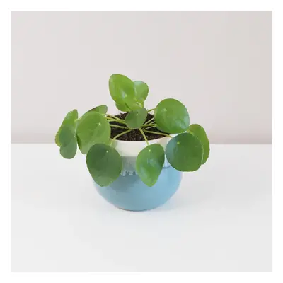 Pilea peperomioides střední