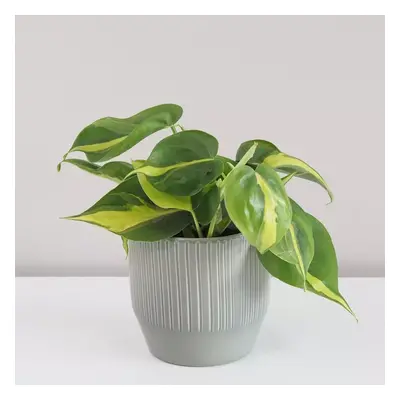 Philodendron scandens ‘Brasil’