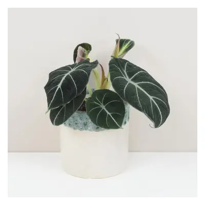 Alocasia reginula ‘Black velvet’