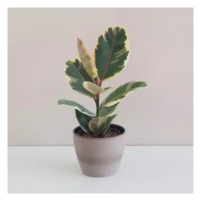 Ficus elastica ‘Tineke’