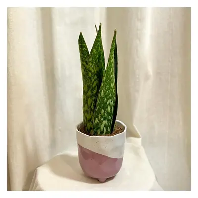 Sansevieria ‘Jamaiquina Queen’