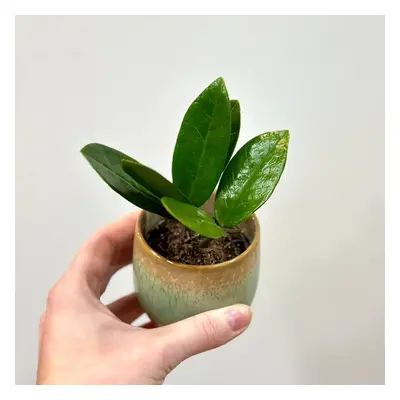 Zamioculcas zamiifolia malý