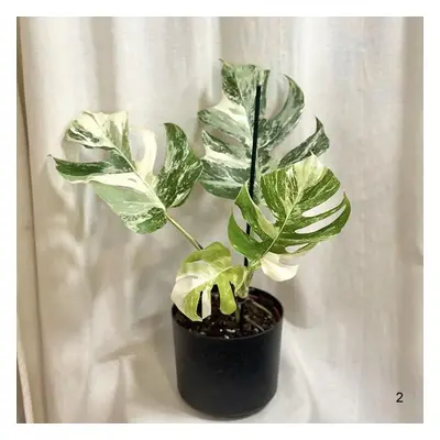 Monstera deliciosa ‘Albo-Variegata’ velká 2