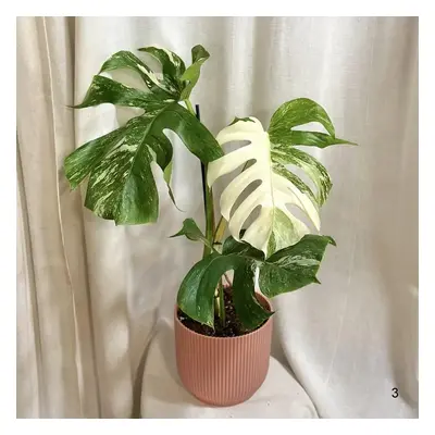 Monstera deliciosa ‘Albo-Variegata’ velká