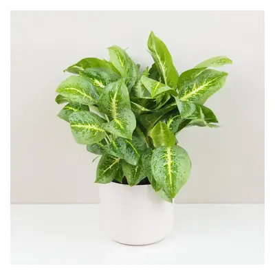 Aglaonema ‘Lemon Mint’ maxi