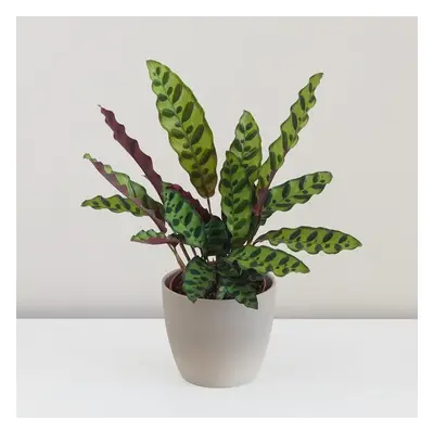 Calathea lancifolia