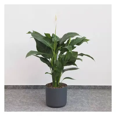 Lopatkovec / Spathiphyllum wallisii maxi