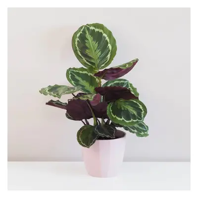 Calathea roseopicta ‘Medallion’ velká