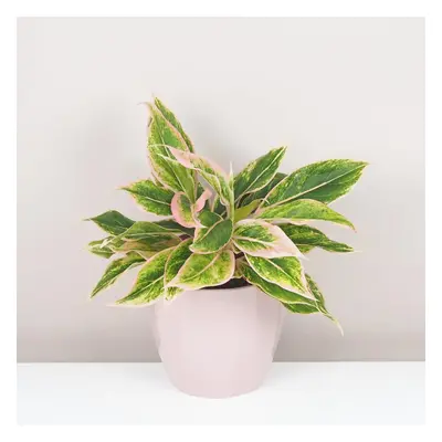 Aglaonema ‘Crete Pink’