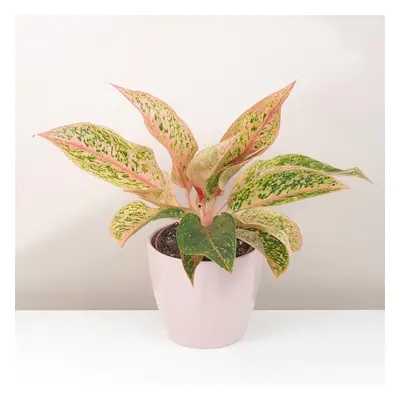 Aglaonema ‘Prestige’