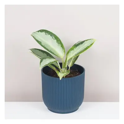 Aglaonema ‘Silver Blue’