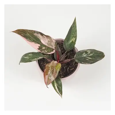 Philodendron ‘Pink Princess Marble’ malý