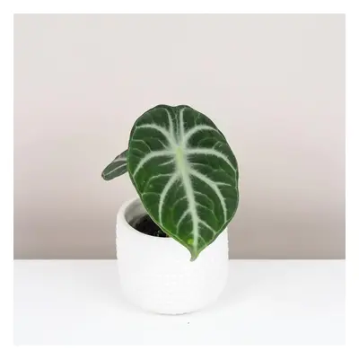 Alocasia ‘Ninja’ malá