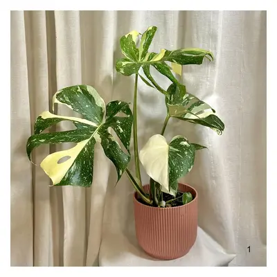 Monstera deliciosa ‘Thai constellation’ velká 1