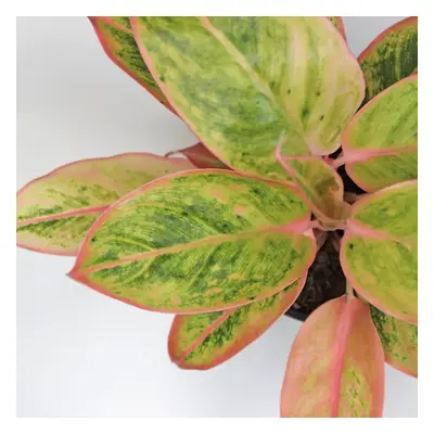 Aglaonema ‘Siam Aurora Pink’