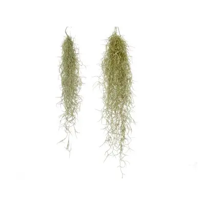 Tillandsia usneoides