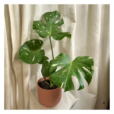 Monstera deliciosa ‘Thai constellation’ velká 4