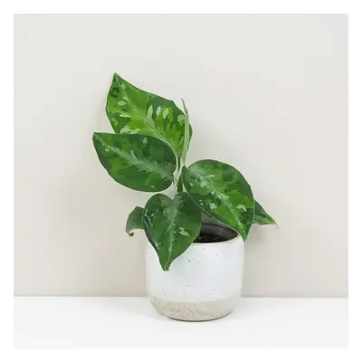 Aglaonema pictum ‘Tricolor’