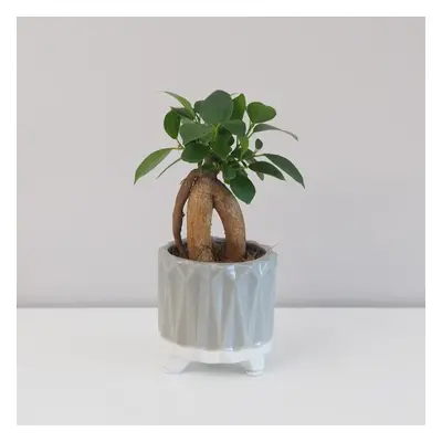 Ficus ginseng bonsai mini