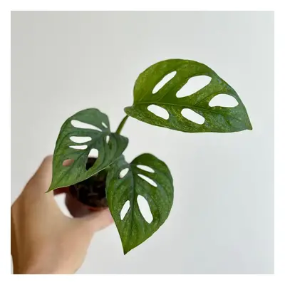 Monstera adansonii Mint baby