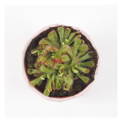 Drosera aliciae