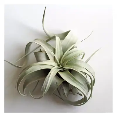 Tillandsia xerographica stredná